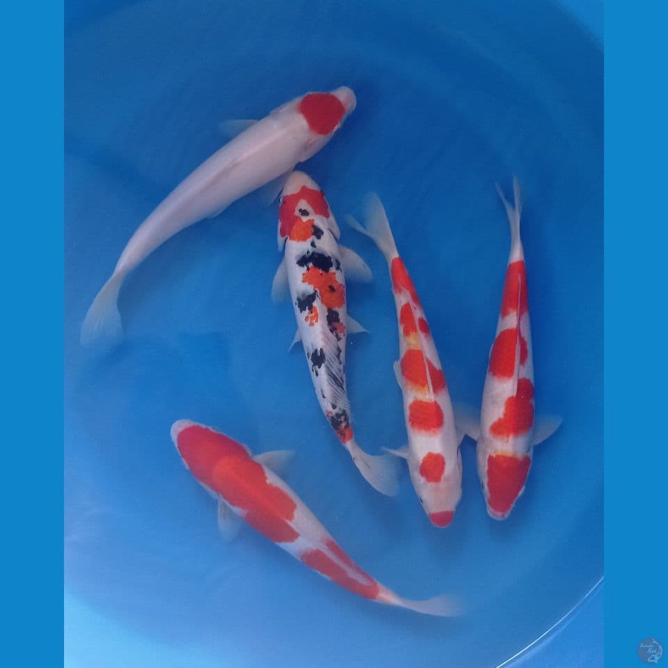 KOHAKU SANKE 30CM