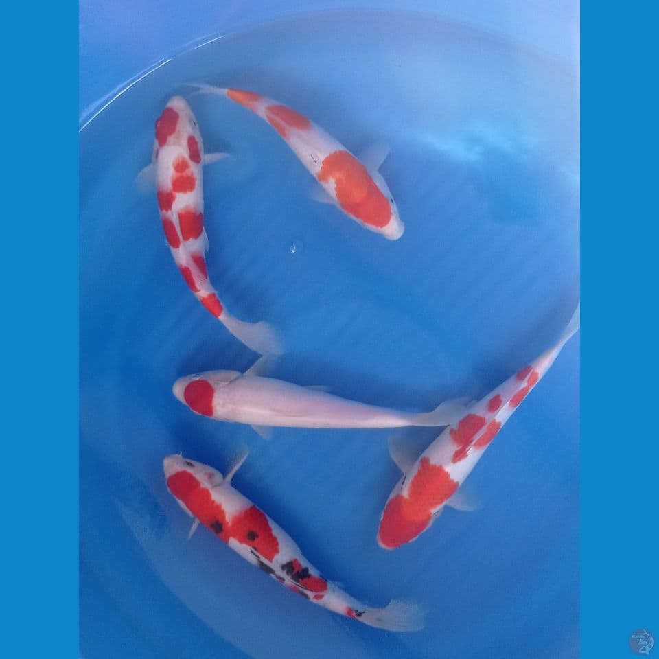 KOHAKU SANKE 27'30CM