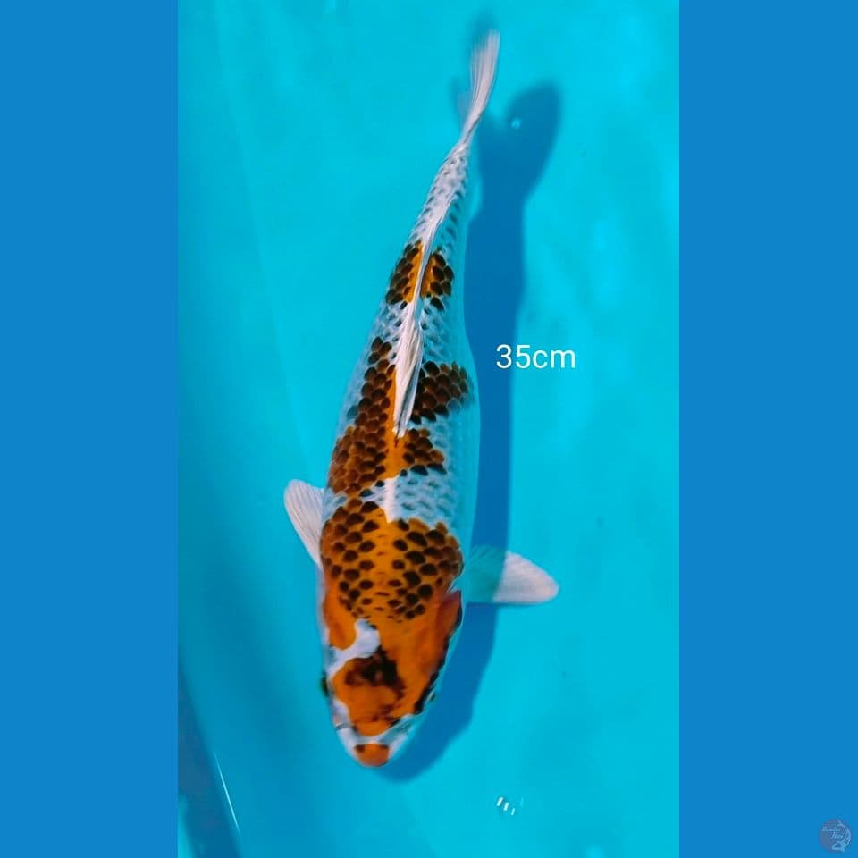 sq kujaku 35cm