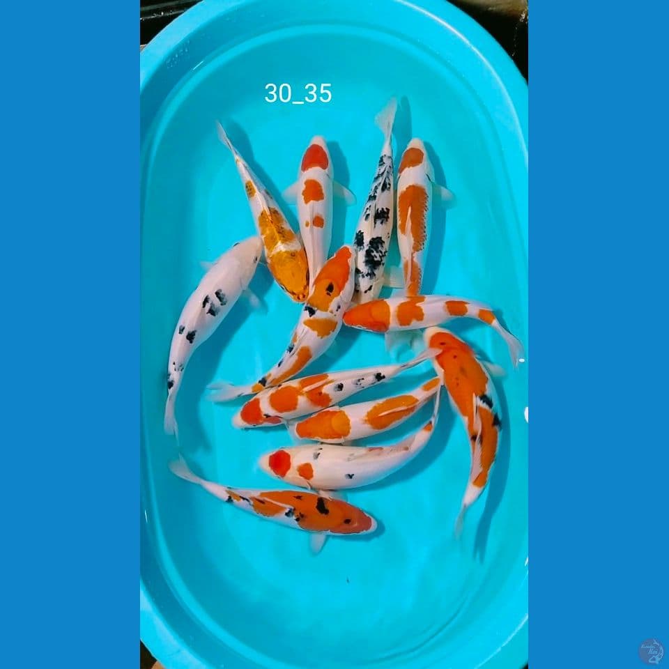 ciamik 30_35cm 12ekor