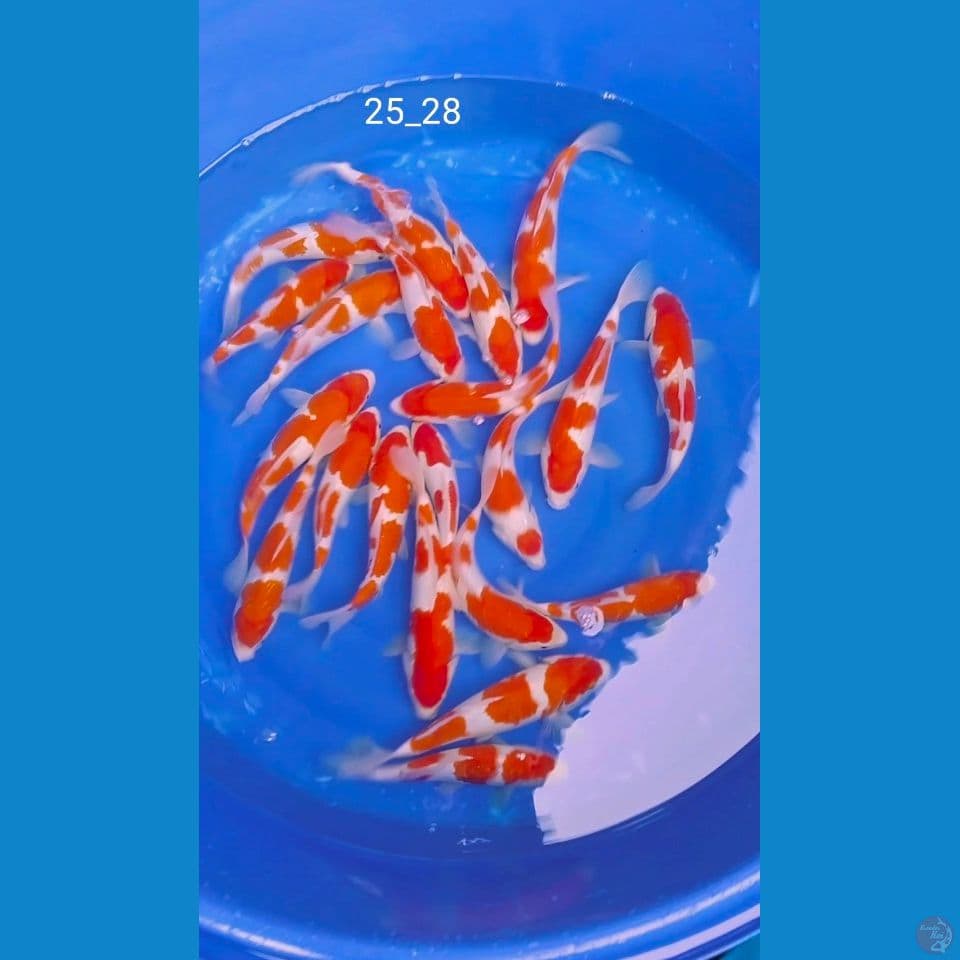 super kohaku 25_28cm 21ekor