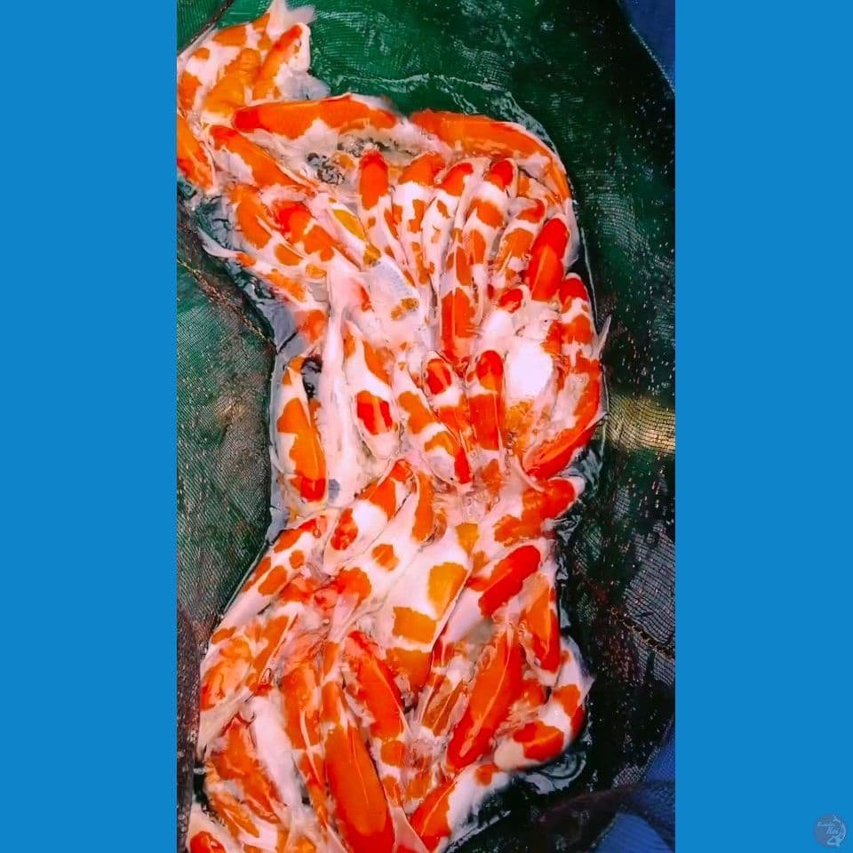 greed A+ 25_35cm rame 30up 80ekor