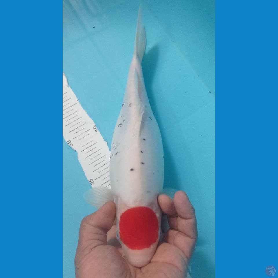 TANCHO KUMUNRIYU 32CM