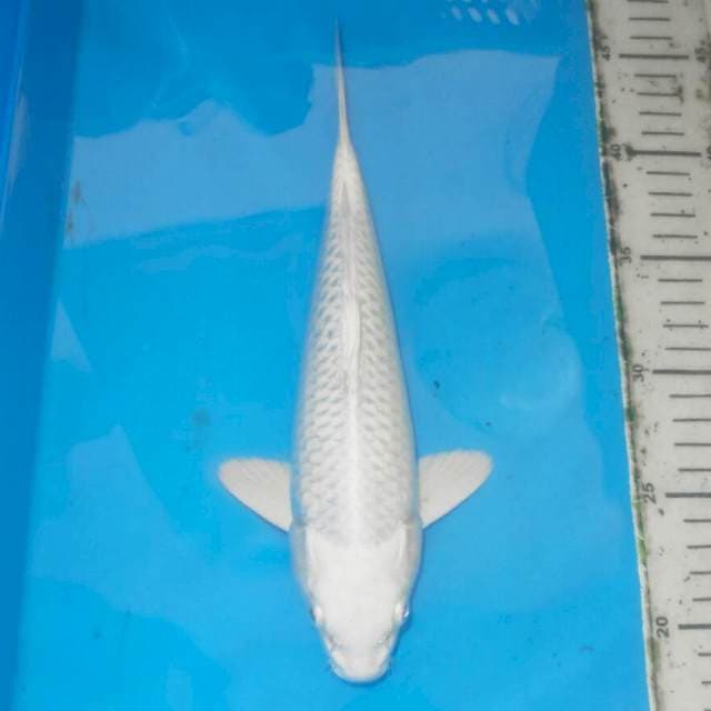 PLATINUM SALJU