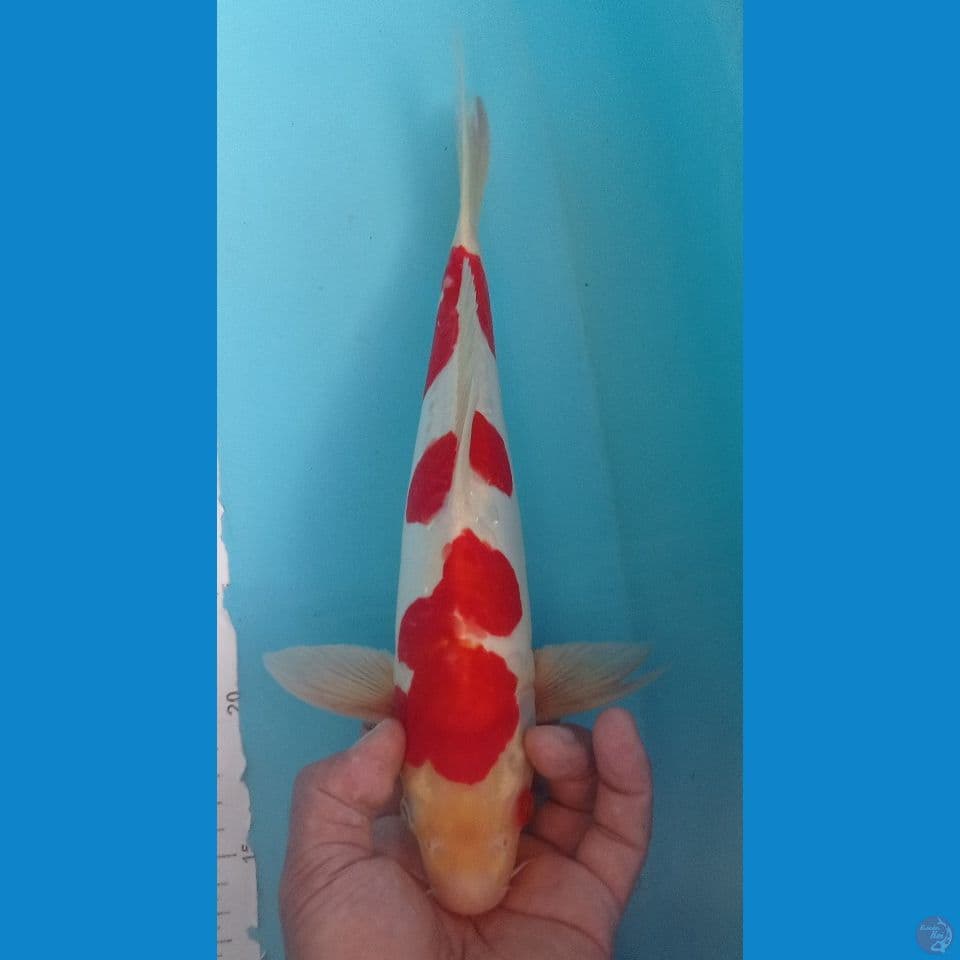 DOITSU 35CM