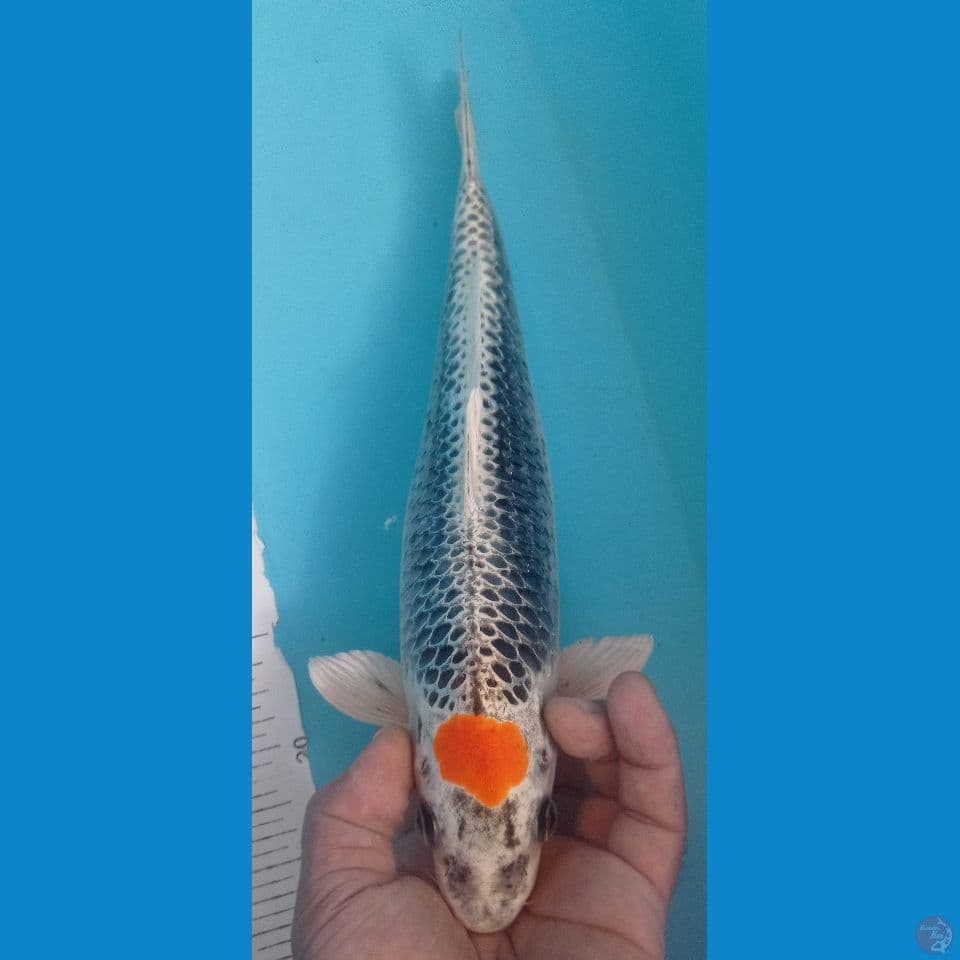 TANCHO KUJAKU 34CM
