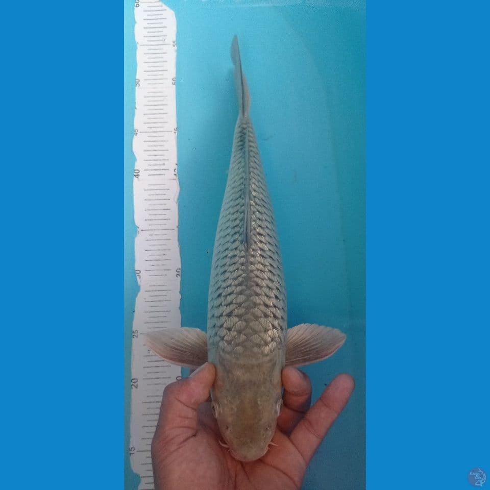 SORAGOI 40CM