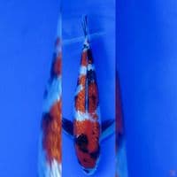 showa ginrin 30cm