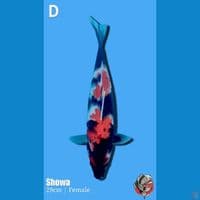 Showa, 30cm