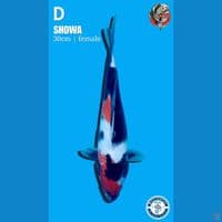 Showa, 30cm