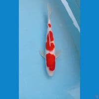 kohaku, 28 cm