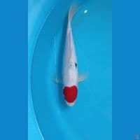 tancho, 28 cm
