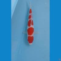 kohaku, 21 cm