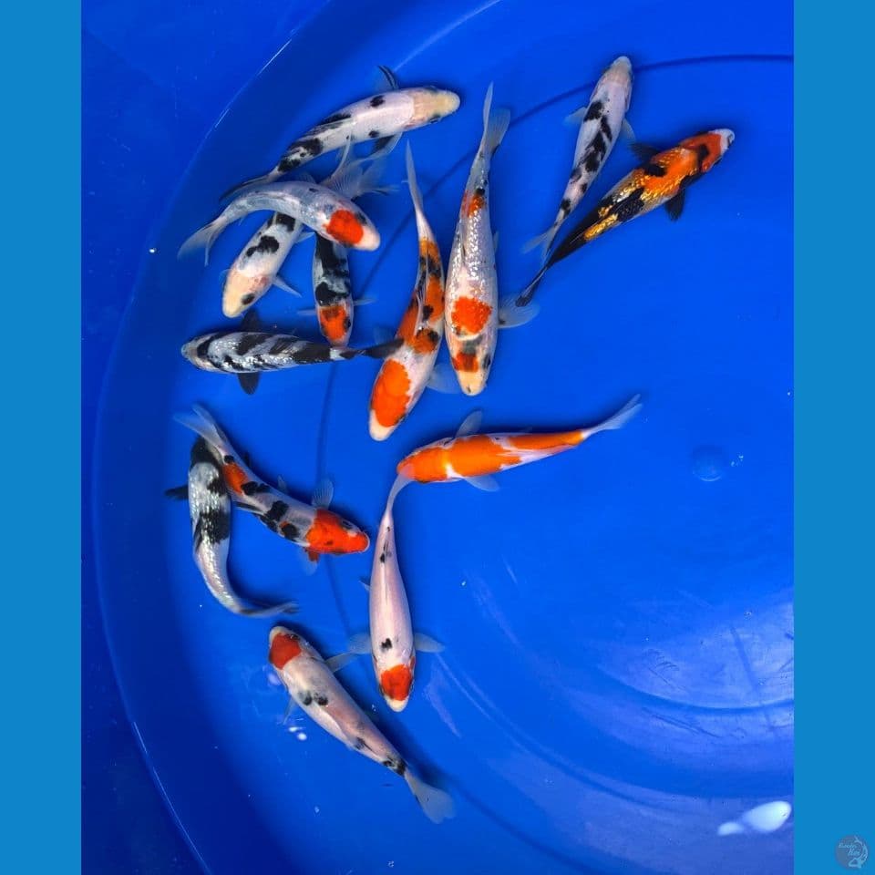 14ekor (10-15cm)
