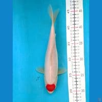 TANCHO KOHAKU 26CM FEMALE 