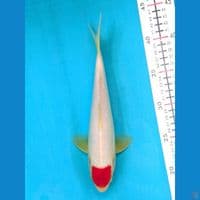 TANCHO KOHAKU 24CM MALE 