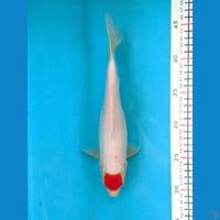 TANCHO KOHAKU 25CM FEMALE