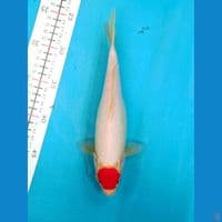 TANCHO KOHAKU 25CM FEMALE 