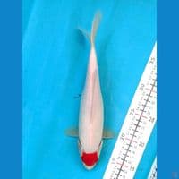 TANCHO KOHAKU 26CM FEMALE 
