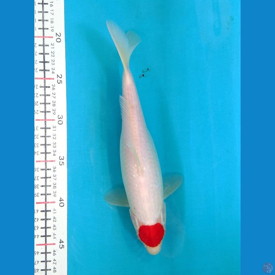 TANCHO KOHAKU 26CM FEMALE 