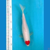 TANCHO KOHAKU 26CM FEMALE 