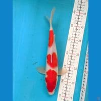 KOHAKU 28CM MALE