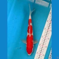 KOHAKU 28CM MALE 