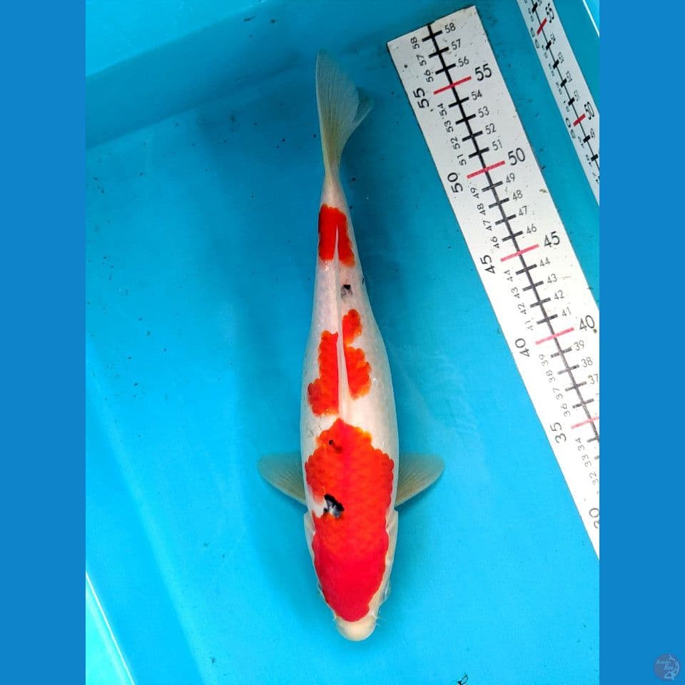 SANKE 29CM FEMALE 