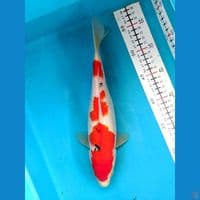 SANKE 29CM FEMALE 