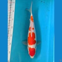 KOHAKU 31CM FEMALE 