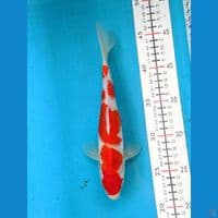 KOHAKU 24CM MALE