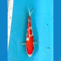 KOHAKU 24CM FEMALE 