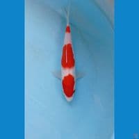 kohaku, 21 cm