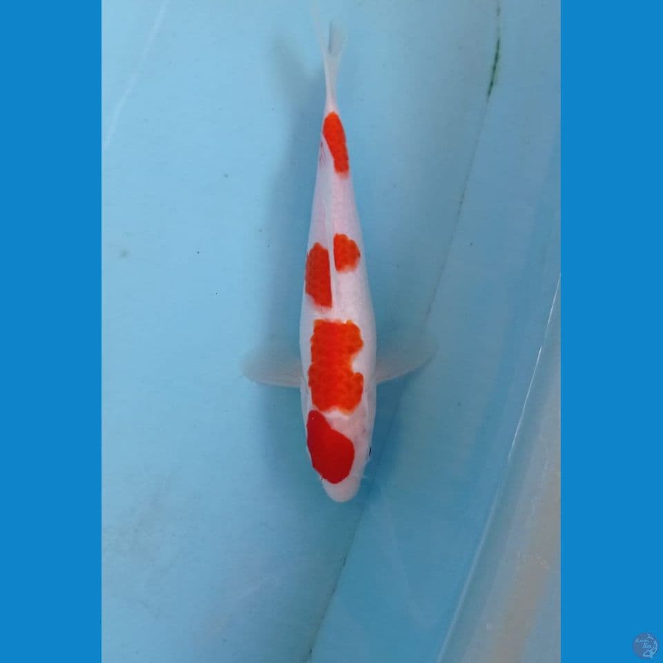 kohaku, 26 cm