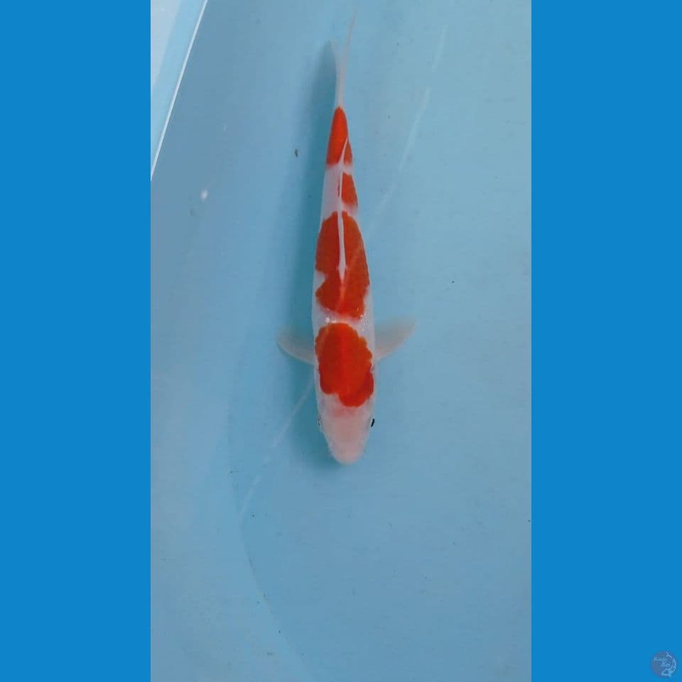 kohaku, 23 cm