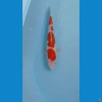 kohaku, 23 cm