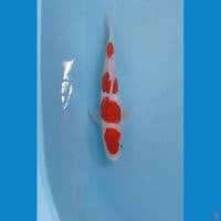 kohaku doit, 22 cm