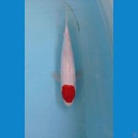 tancho kohaku, 23 cm