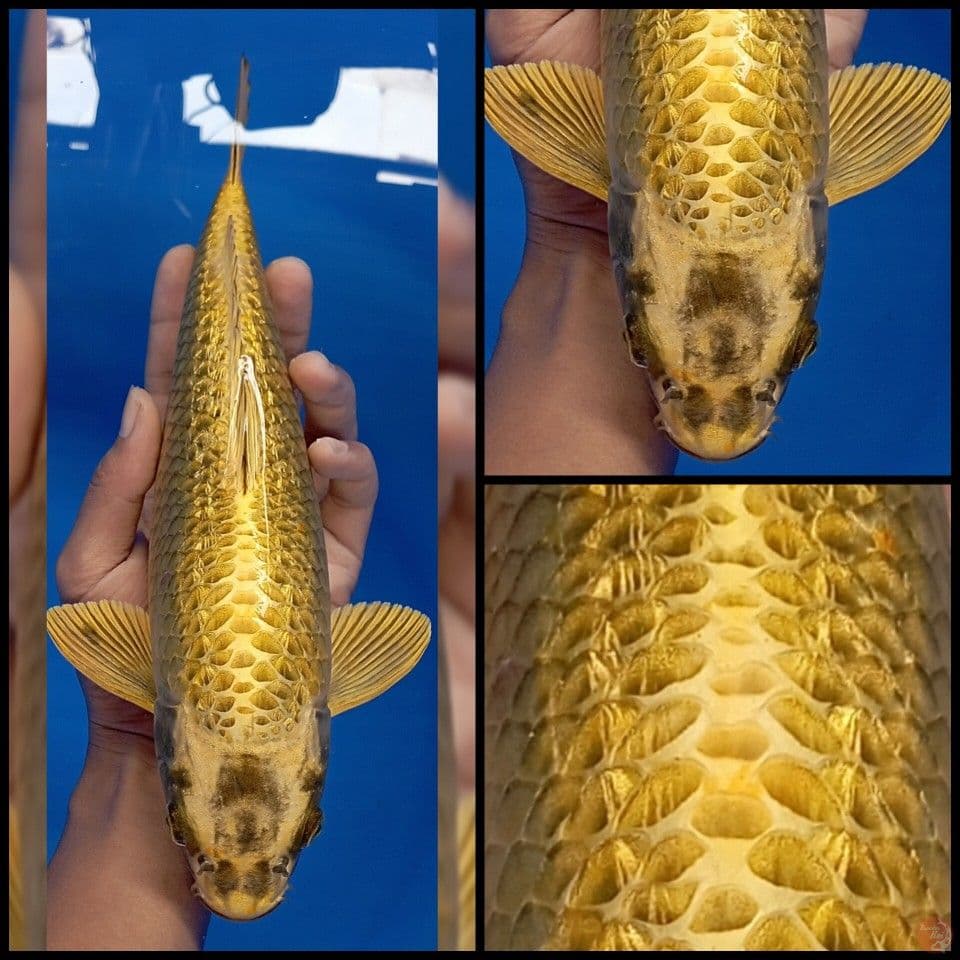 mukashi gold 34cm