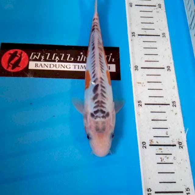 Shusui F1