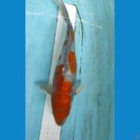 ochiba 33cm