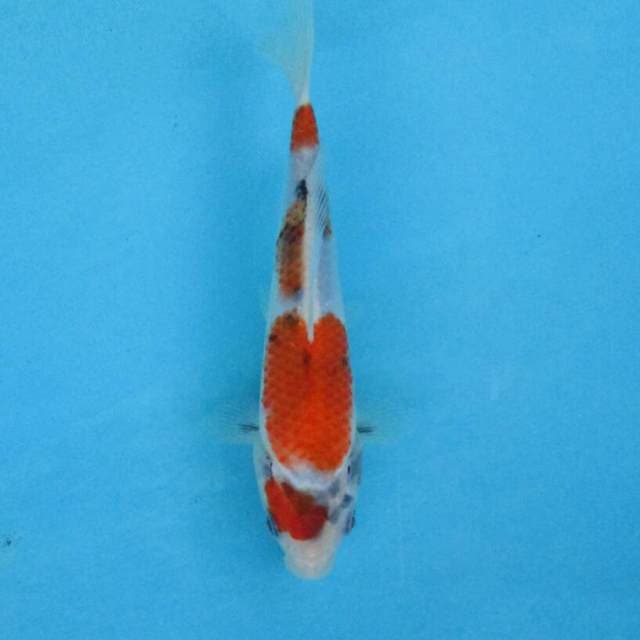 BKS ( Sanke tate 20 cm )