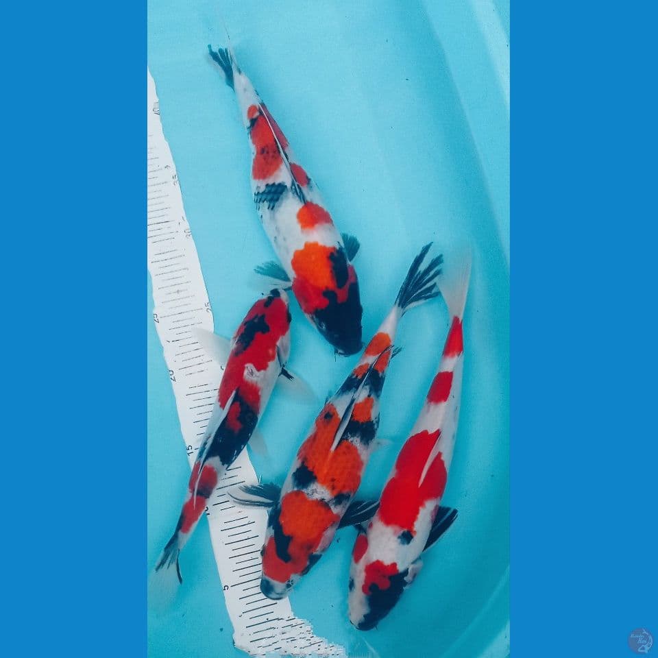SHOWA 27'30CM