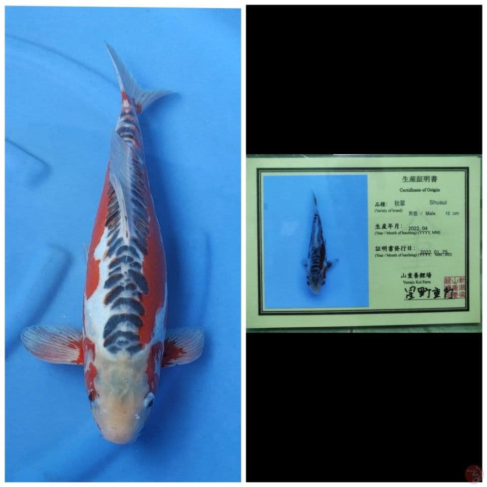 Yamaju Shusui