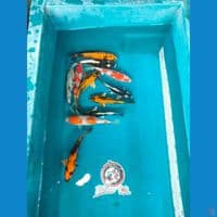 mix koi 20-23 cm