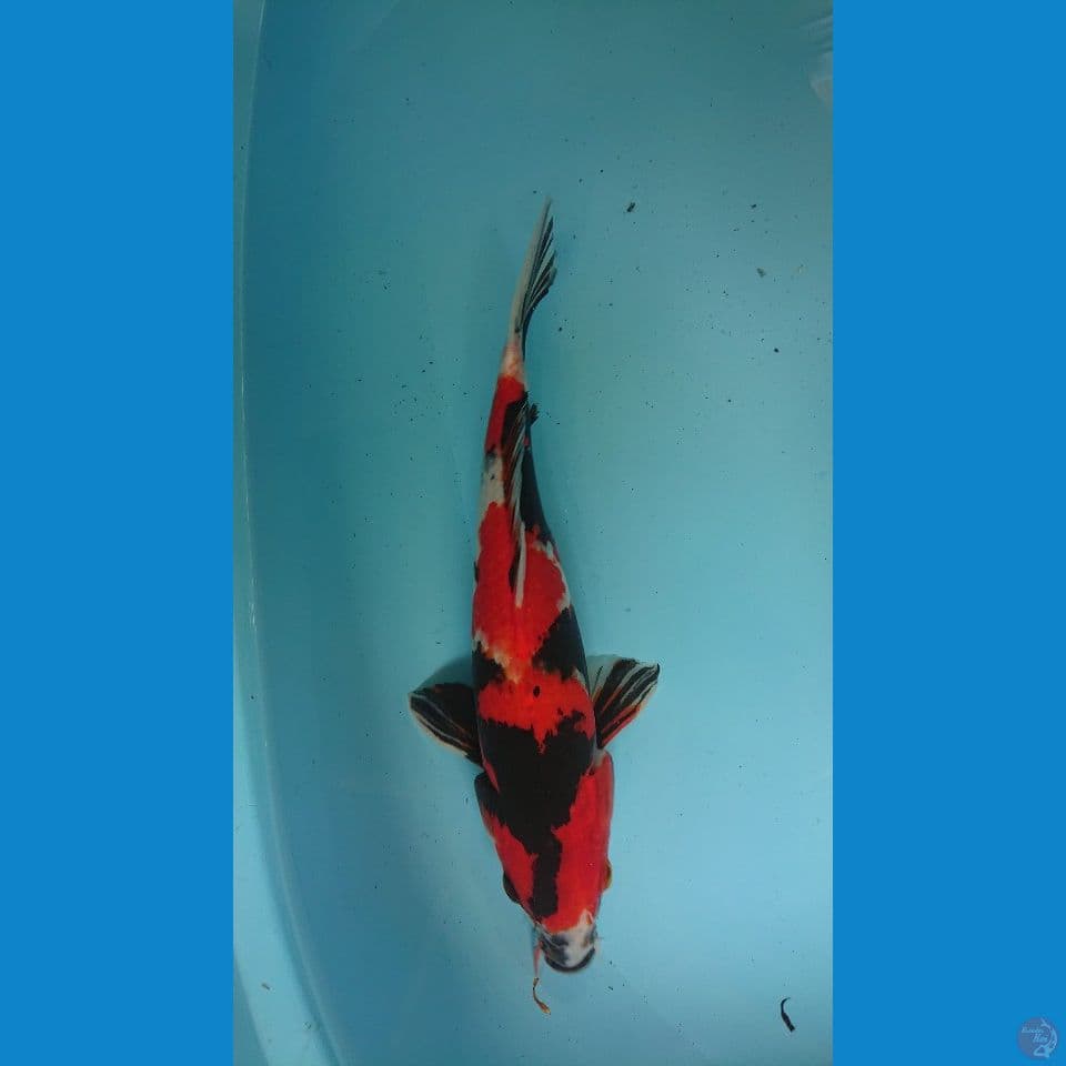 showa HQ 35 cm male