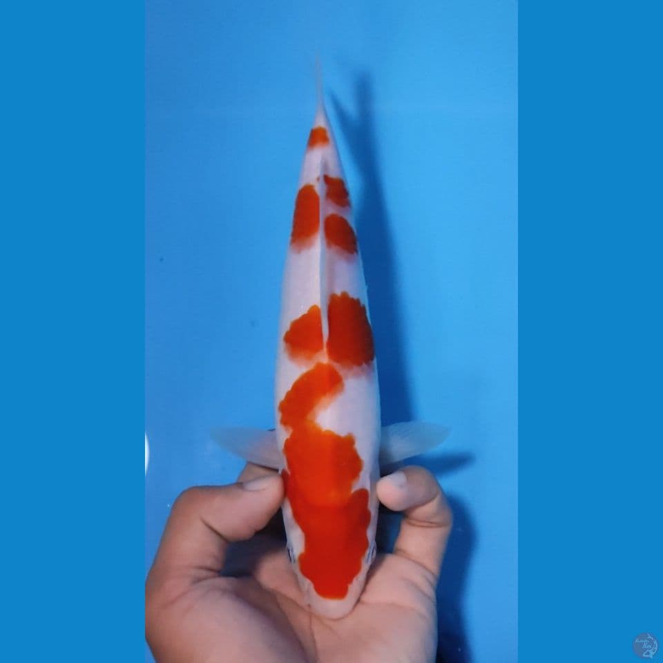 KOHAKU ORIGINAL 23CM - BETINA