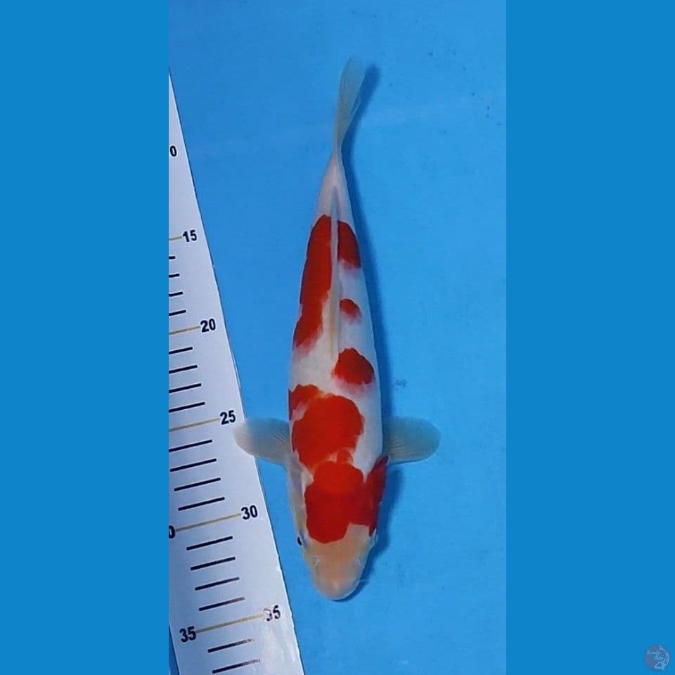 KOHAKU ORIGINAL - 27CM - BETINA