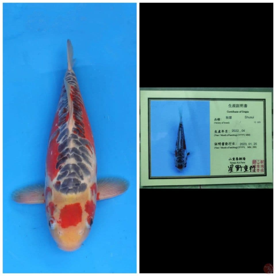 Yamaju Shusui