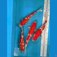 MIX KOHAKU SANKE 24-29CM UNCHEK 